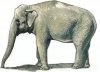 CMK F48341 Asian Elephant (1 figure) 1/48